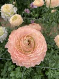 Bulbi de Ranunculus - Plage - 5 buc