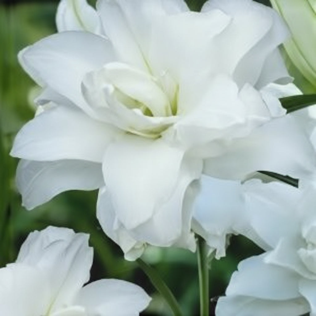 Bulbi de Crini Lotus Beauty cu flori elegante și culori vibrante. Ideali pentru grădină și ghiveci. Înflorire spectaculoasă vara