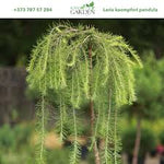 Larix Curgator,1 Bucata