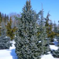 Picea Pungens Iseli Fastigiate, la Ghiveci de 6 litri, 1 Bucata