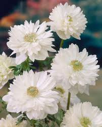 Bulbi Anemone - Mount Everest - 10 Bucăți