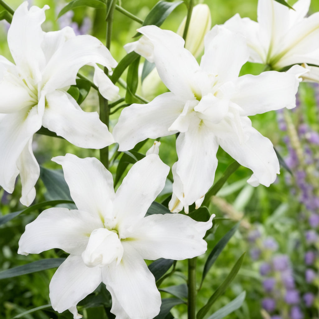 Alege bulbi de Crini Lotus Beauty pentru o grădină plină de culoare! Soi premium, întreținere redusă și impact vizual impresionant.