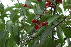 Vișin - Hibrid de Voluntari - Anul 3