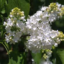 Liliac Syringa Vulgaris "Madame Lemoine", 1 Bucata