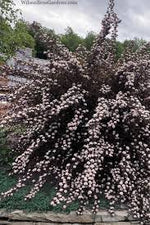 Physocarpus, 1 Bucata