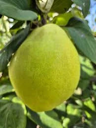 Păr - Capul Piscului