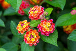 Lantana "Camara", la Ghiveci de 3L, 1 Bucata