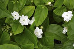 Iasomie Alba (Jasminum Sambac) la Ghiveci, 1 Bucata