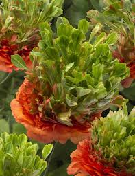 Bulbi de Ranunculus "Crown Nervion", 5 Bucati