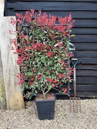 Photinia Fraseri Pink Marble, la Ghiveci de 10L, 1 Bucata