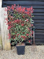 Photinia Fraseri Pink Marble, la Ghiveci de 10L, 1 Bucata