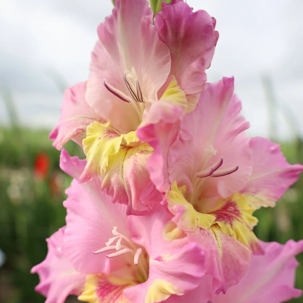 Bulbi Gladiole - Happy Disco - 5 buc