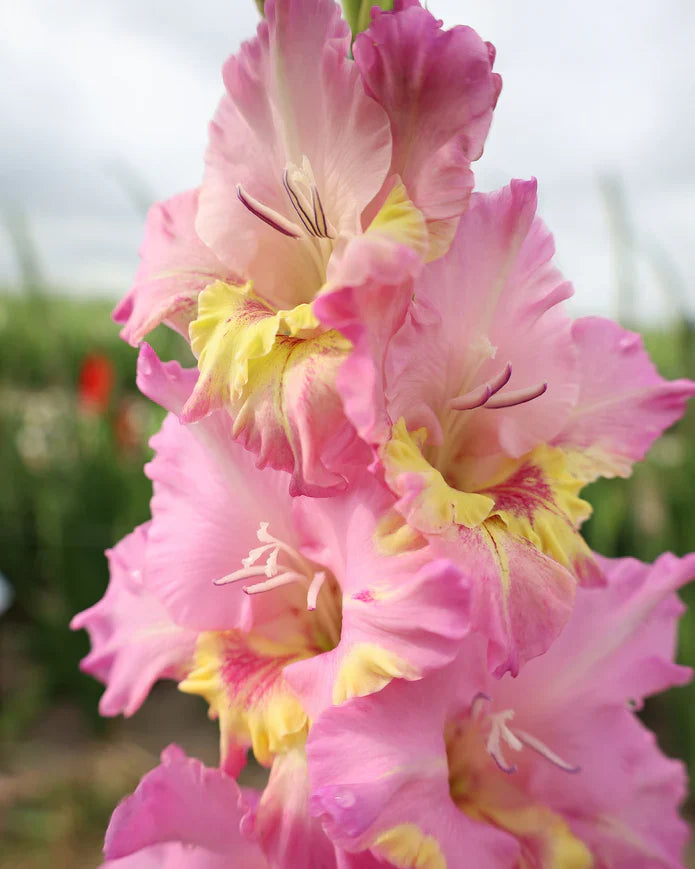 Bulbi Gladiole - Pachet Promotional Mixt - 100 buc