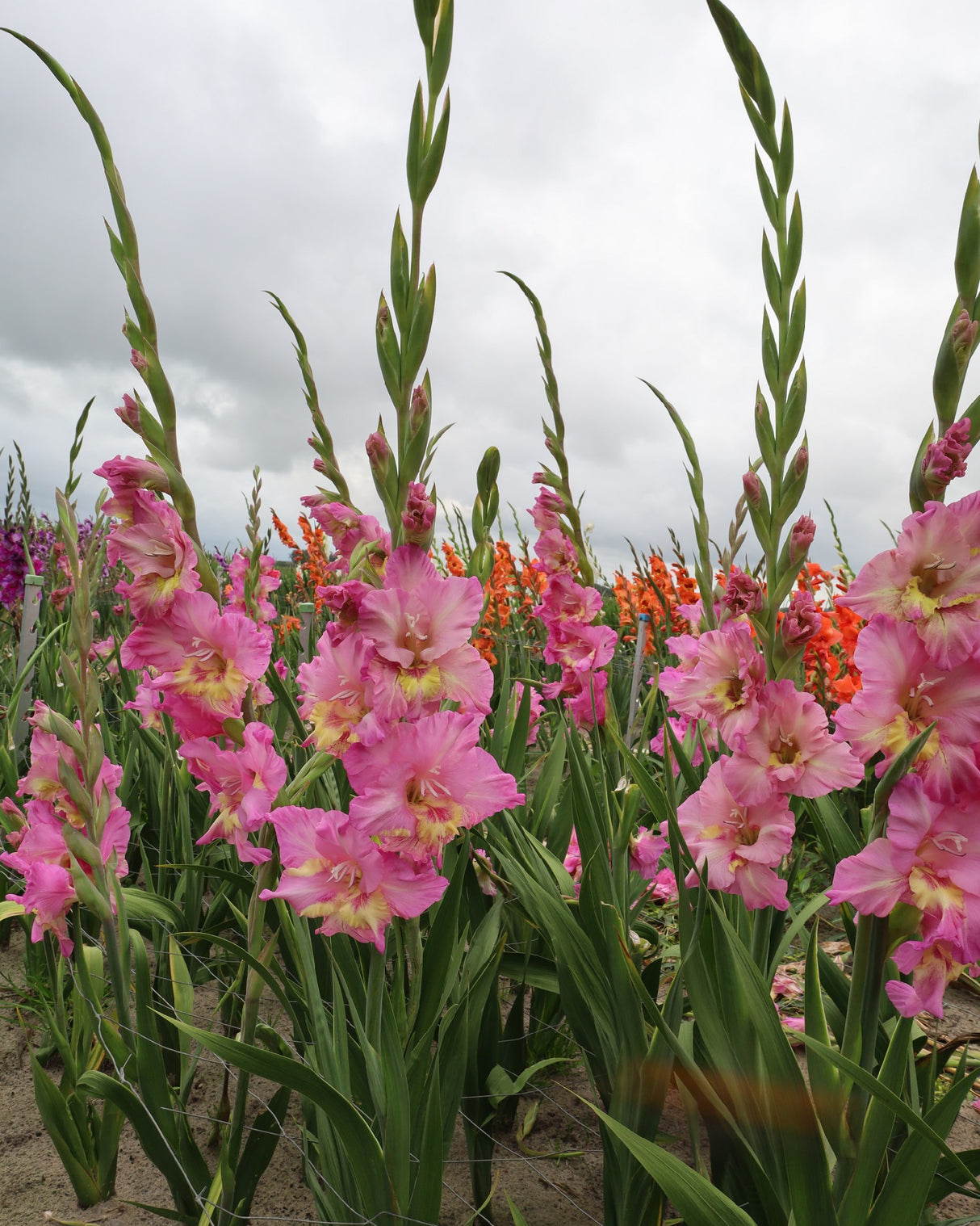 Bulbi de Gladiole "Happy Disco", 7 Bucati