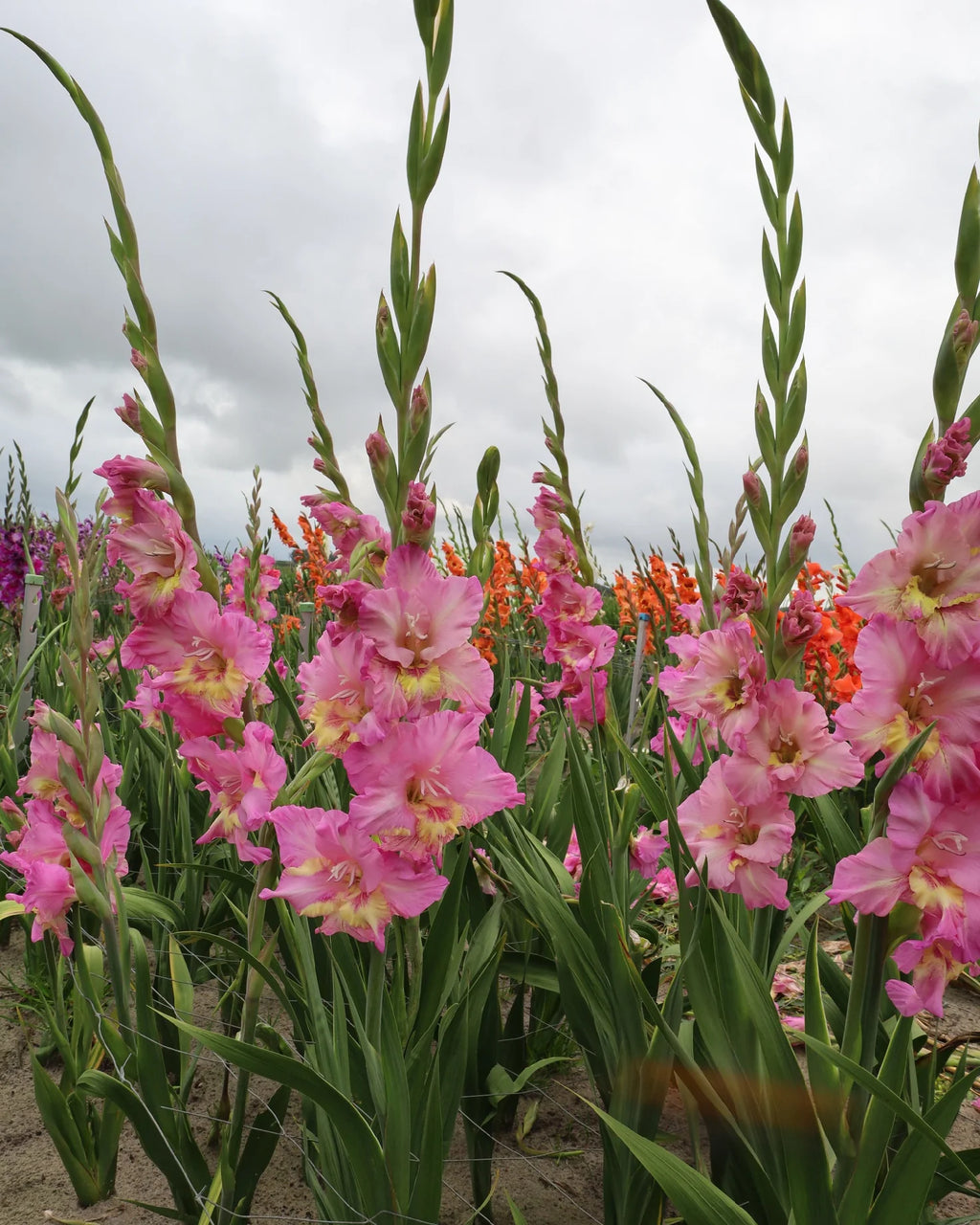 Bulbi Gladiole - Happy Disco - 5 buc