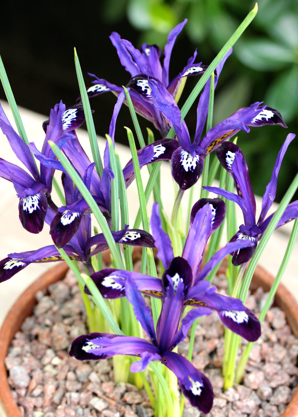 Bulbi Iris - Blue Note Reticulata - 5 Bucăți