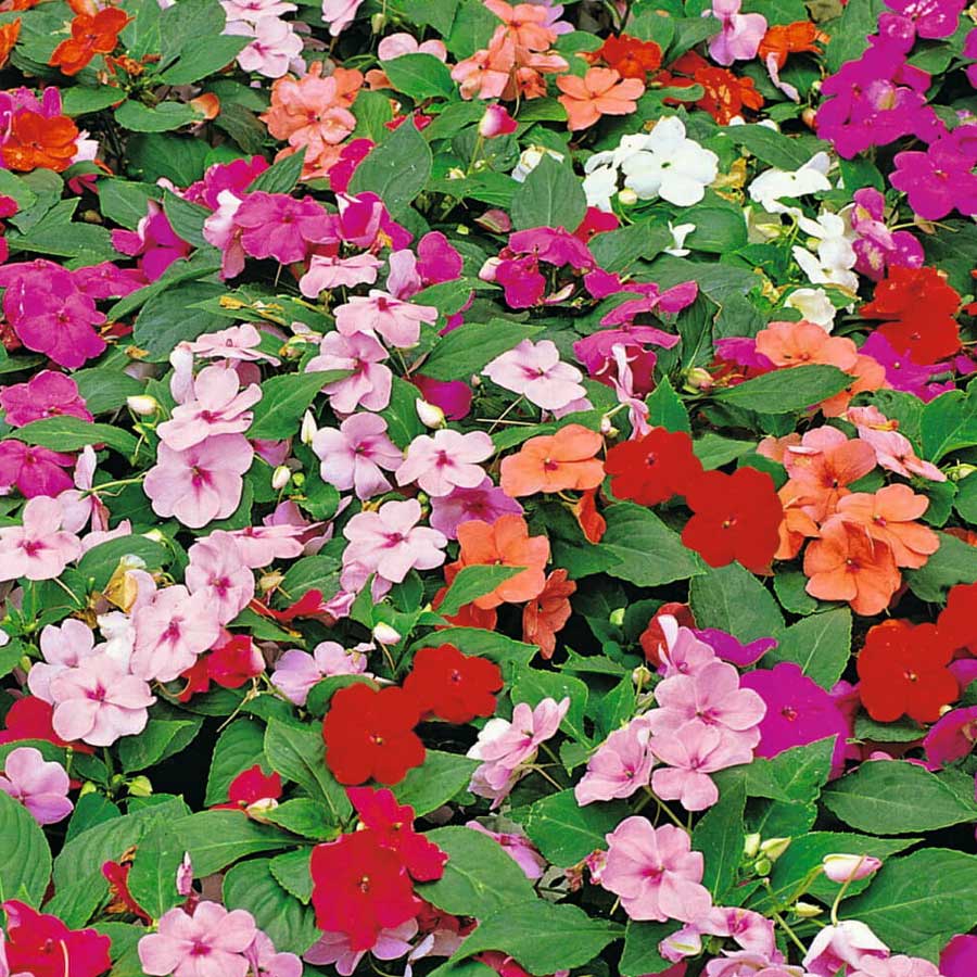 Seminte Flori -  Sporul Casei Melanj