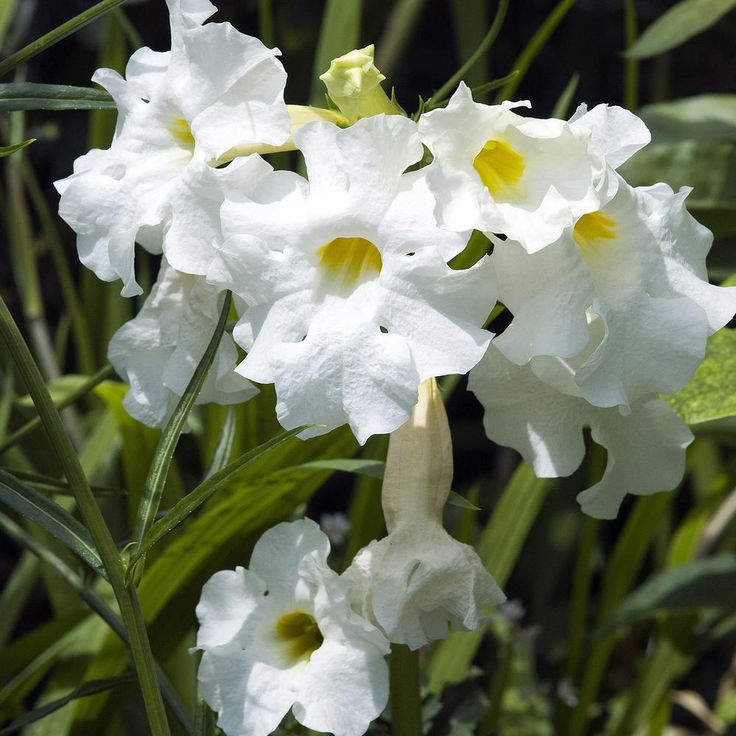 Incarvillea"Snowtop"(Gloxinia de Gradina)