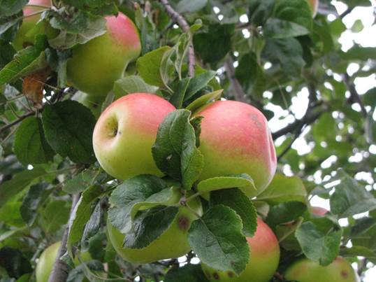 Pomi Fructiferi - Mar - Patul - Anul 2 - 1 buc