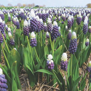 Bulbi de Muscari "Grape Ice", 5 Bucati