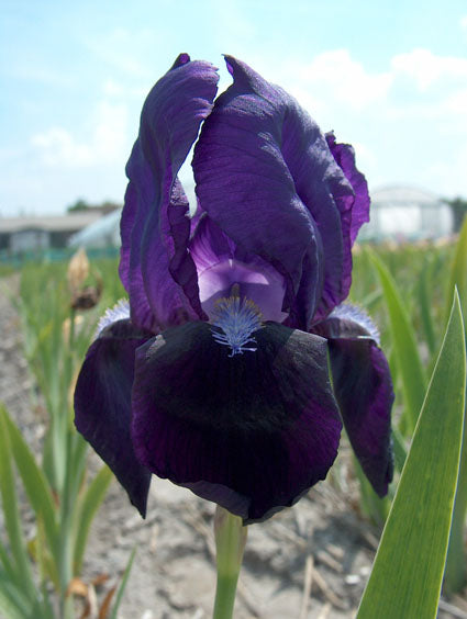 Bulbi de Iris Germanica "Black Knight", Mov Inchis, 1 Bucata