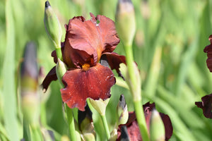 Bulbi de Iris Germanica "Sultan's Palace", 1 Bucata