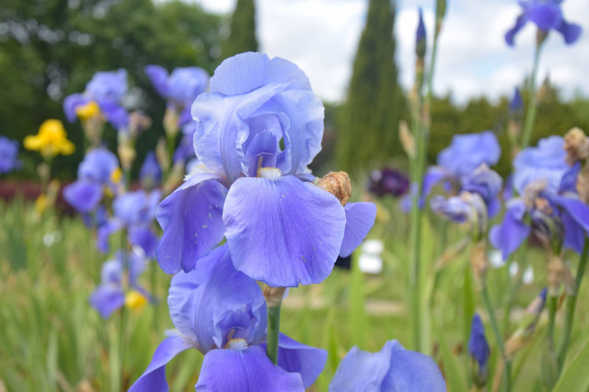 Bulbi de Iris Germanica "Blue Rhythm", Lavender-Blue, 1 Bucata