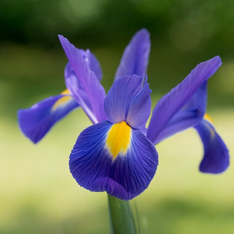 Bulbi Iris - Blue Magic - 5 Bucăți