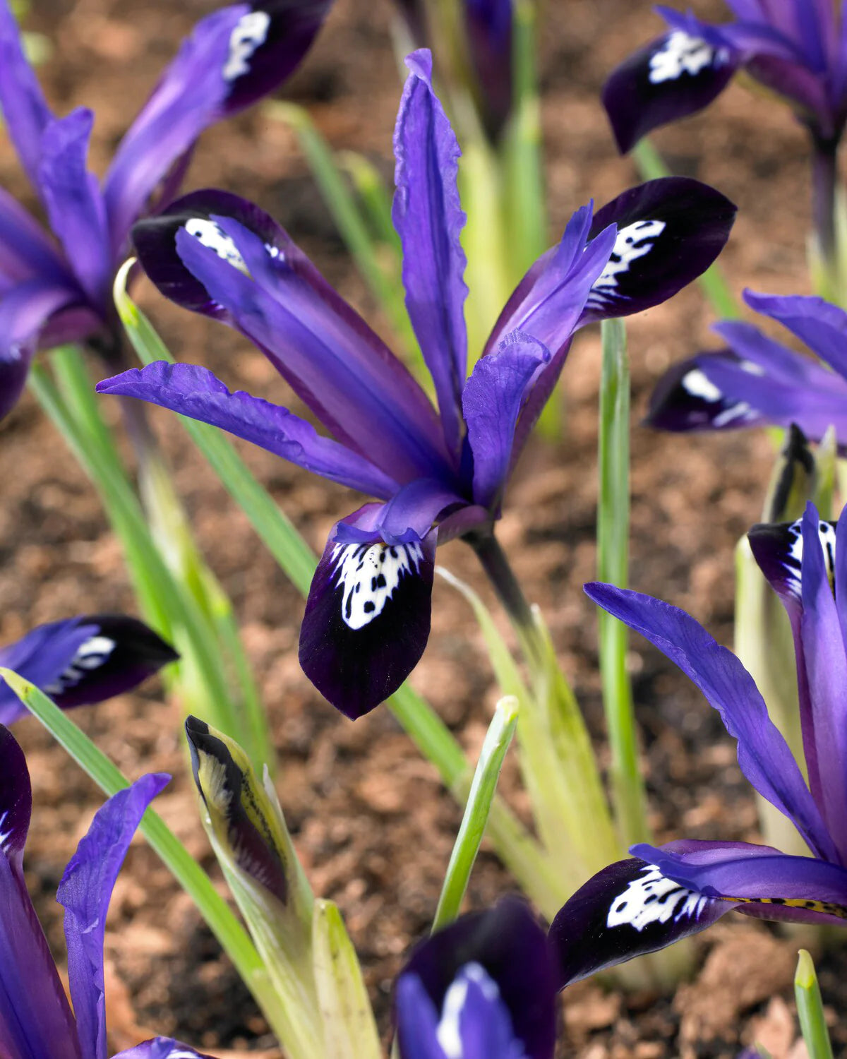 Bulbi de Iris "Blue Note Reticulata", 3 Bucati