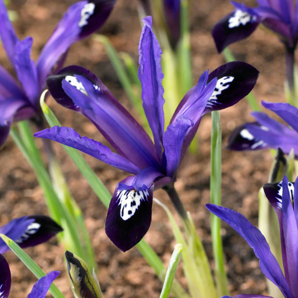 Bulbi Iris - Blue Note Reticulata - 5 Bucăți