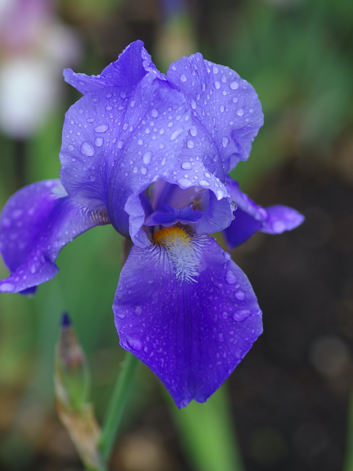 Bulbi de Iris Germanica "Blue Rhythm", Lavender-Blue, 1 Bucata