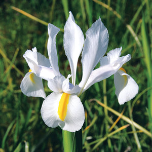 Bulbi de Iris "Saturnus", 3 Bucati