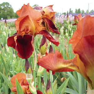 Bulbi de Iris Germanica "Natchez Trace", 1 Bucata