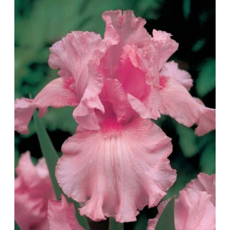 Bulbi de Iris Germanica "Pink Tafette", 1 Bucata