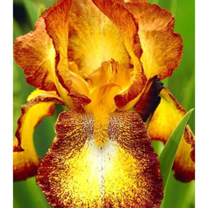 Bulbi de Iris Germanica "Spotted Yellow", 1 Bucata