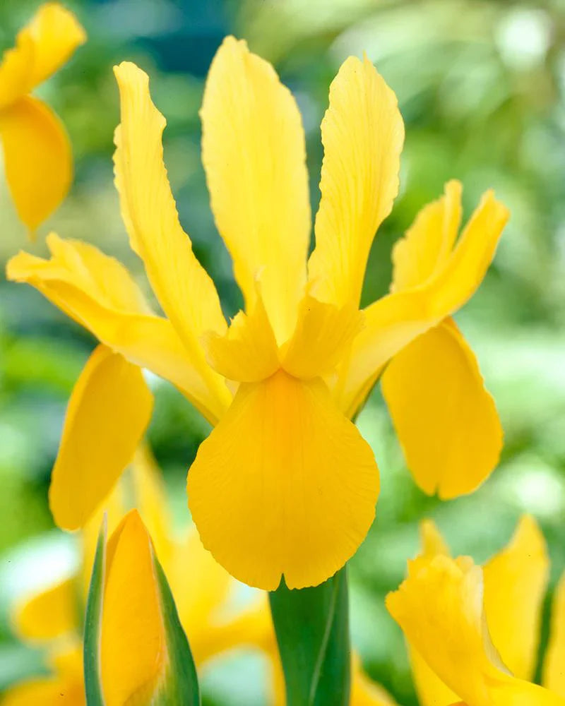 Bulbi Iris - Golden Beauty - 5 Bucăți