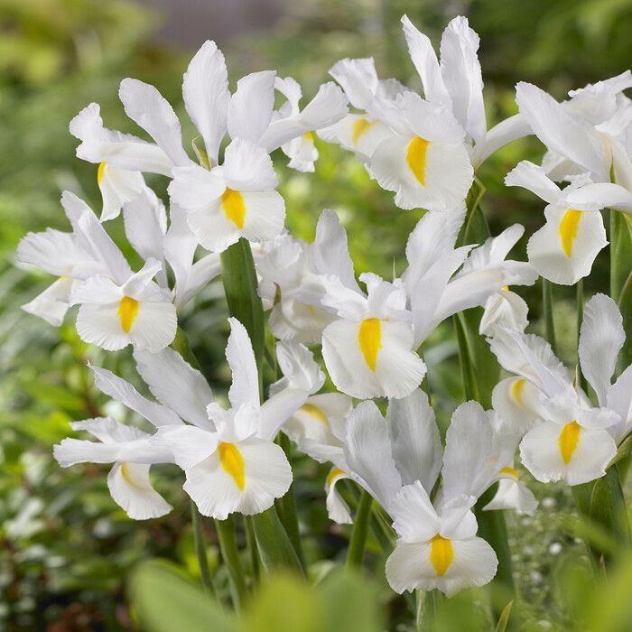 Bulbi Iris - White van Vliet - 5 Bucăți