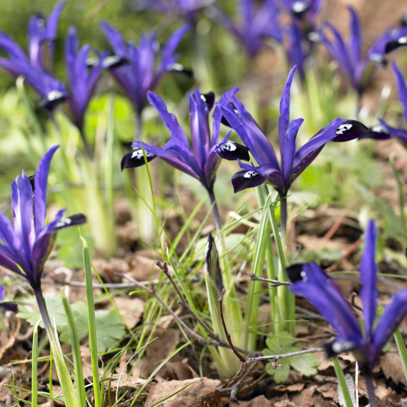 Bulbi Iris - Blue Note Reticulata - 5 Bucăți