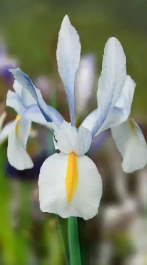 Bulbi Iris - Saturnus - 5 Bucăți