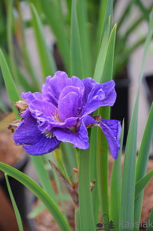 Bulbi de Iris Siberica "Concord Cruch", 1 Bucata