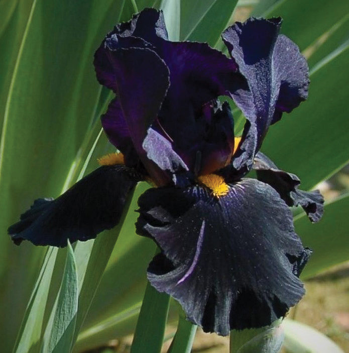 Bulbi de Iris Germanica "Black Knight", Mov Inchis, 1 Bucata