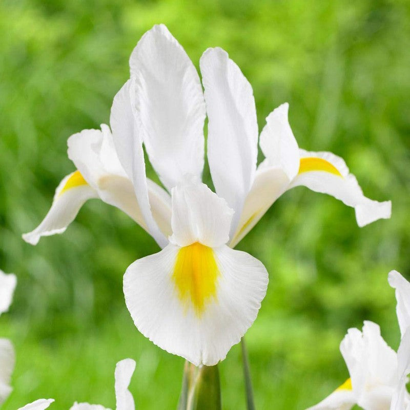 Bulbi Iris - White van Vliet - 5 Bucăți