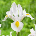 Bulbi Iris - White van Vliet - 5 Bucăți