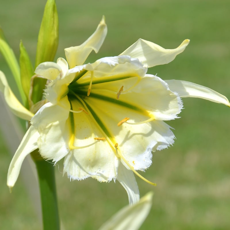 Bulbi de Crin "Paianjen Hymenocalis Festalis Sulphur Queen", 1 Bucata