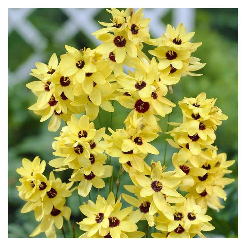 Bulbi de Ixia "Yellow Emperor", 3 Bucati