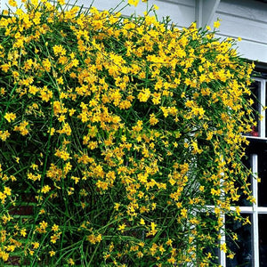 Iasomie Galbena (Jasminum Nudiflorum) la Ghiveci, 1 Bucata