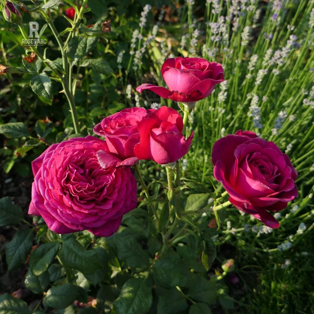 Trandafir Tufa "Johann Wolfgang Von Goethe Rose-Rosen Tantau", la Ghiveci de 6L, Anul 4, 1 Bucata