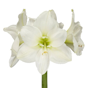 Bulbi de Amaryllis "White Garden", 1 Bucata