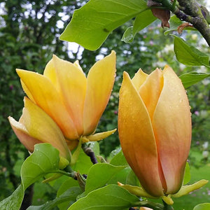 Magnolia Galbena,1 Bucata