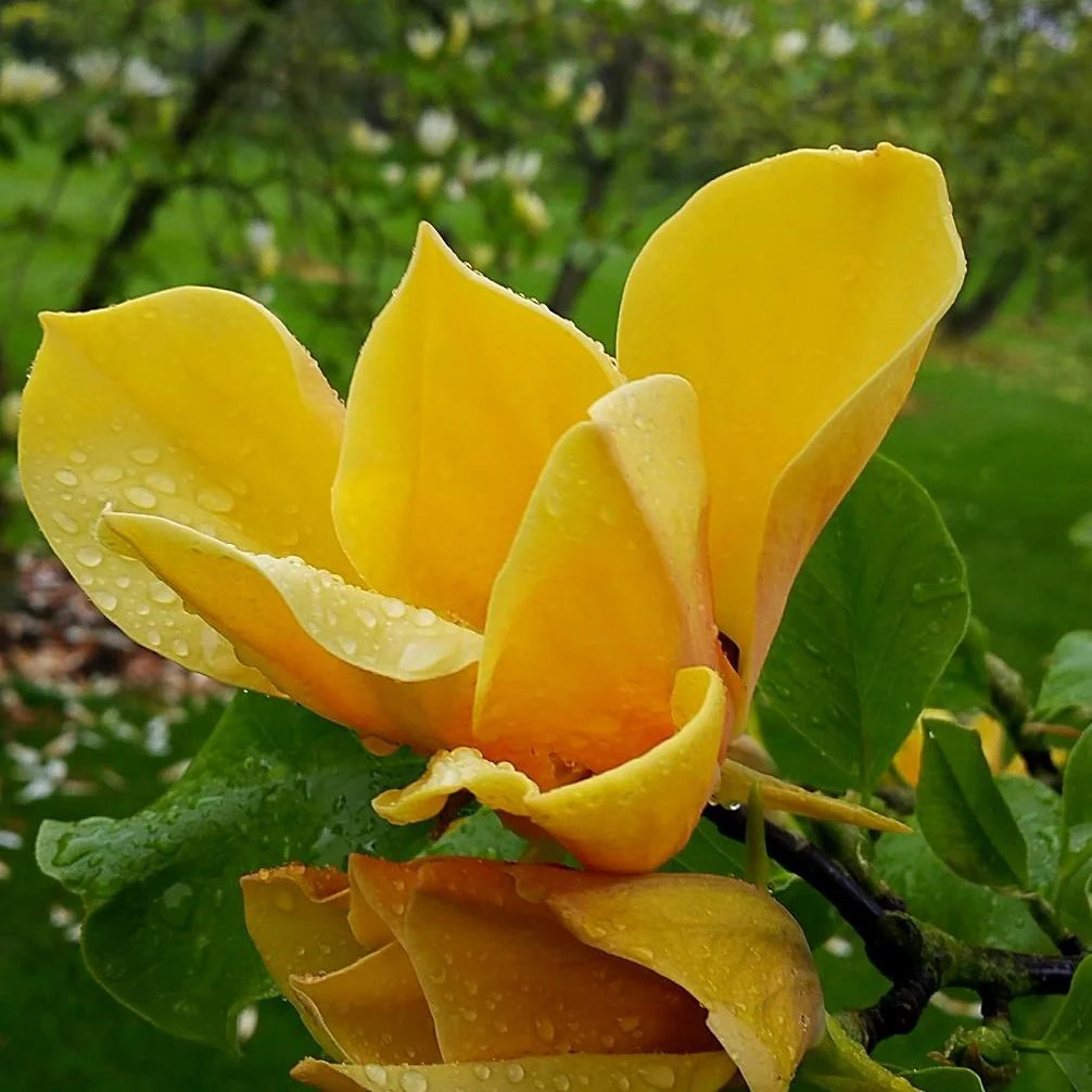 Magnolia Galbena,1 Bucata